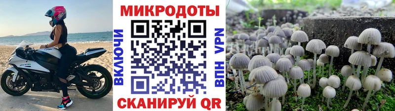 Купить где  Перевоз  Псилоцибиновые грибы Cubensis 